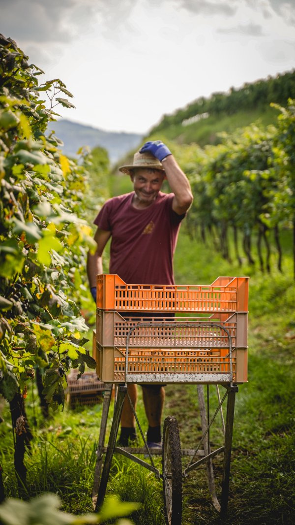 VENDEMMIA 2025 PHOTO